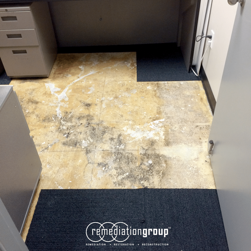 Remediation Group Provides Mold Remediation Services