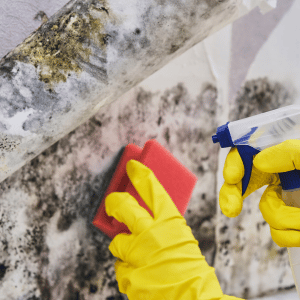 Cleaning Mold in the House Best Remediation Company in Atlanta